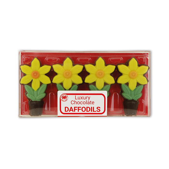 Welsh Chocolate Box Of Four Welsh Daffodils