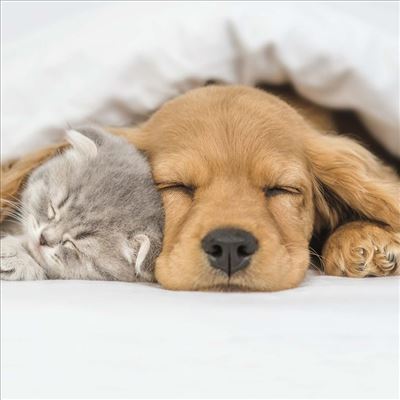 UKG 'Camden Sleeping Pets' Open Card