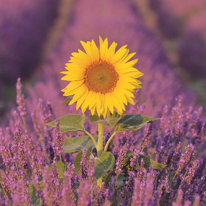 ICG 'Birthday Gallery Sunflower' Birthday Card