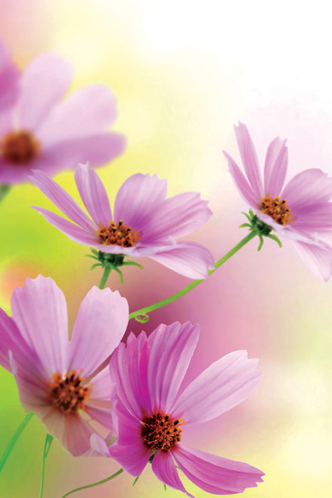 County Excelsior 'Floral' Note Card