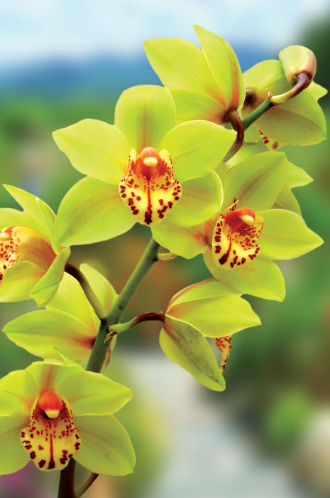 County Excelsior 'Floral' Note Card