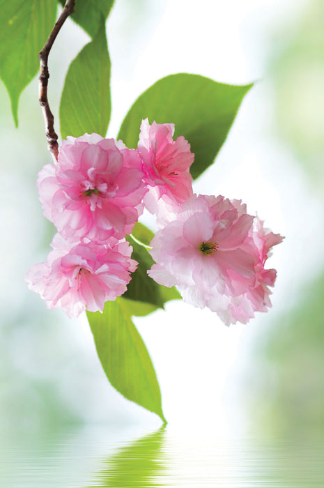 County Excelsior 'Floral' Note Card