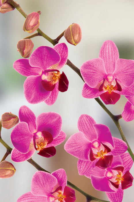 County Excelsior 'Floral' Note Card