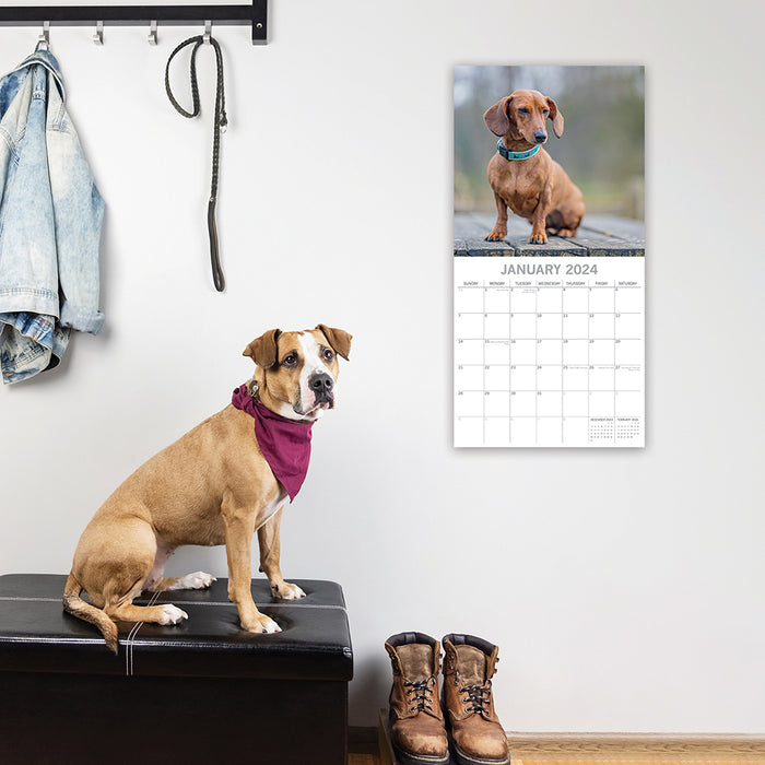 The Gifted Stationary Company 2024 Square Wall Calendar - Dachshunds