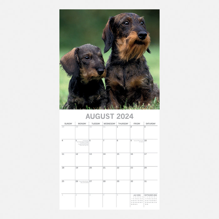 The Gifted Stationary Company 2024 Square Wall Calendar - Dachshunds