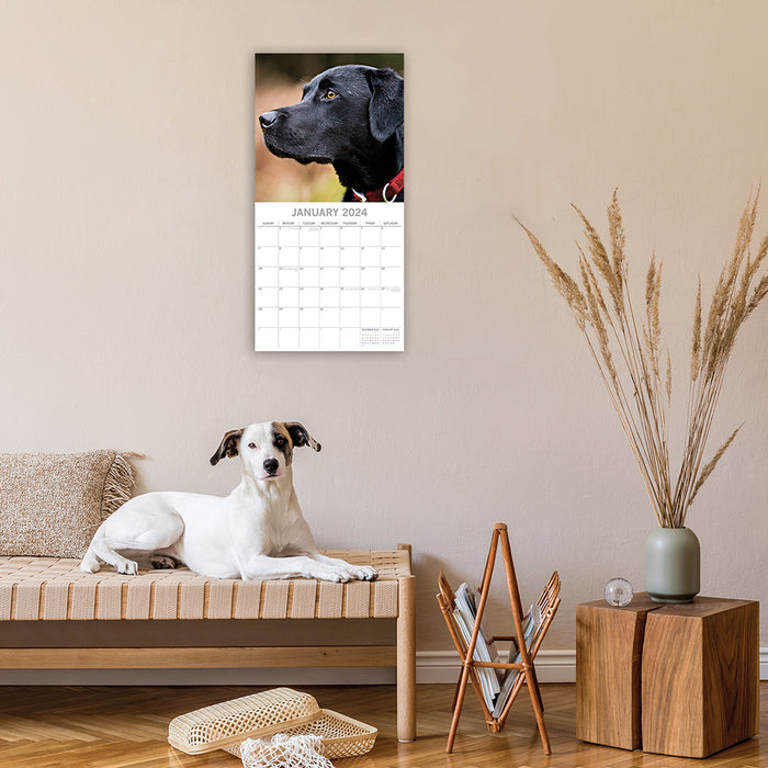 The Gifted Stationary Company 2024 Square Wall Calendar - Labradors