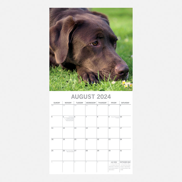 The Gifted Stationary Company 2024 Square Wall Calendar - Labradors