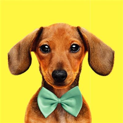 Dachshund wearing a green bow tie on a yellow background