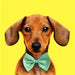 Dachshund wearing a green bow tie on a yellow background