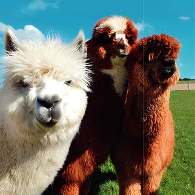 three llamas, one white and one brown, standing side by side on a grassy field with a blue sky.