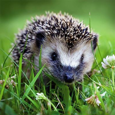 Hedgehog in a grassy field with flowers