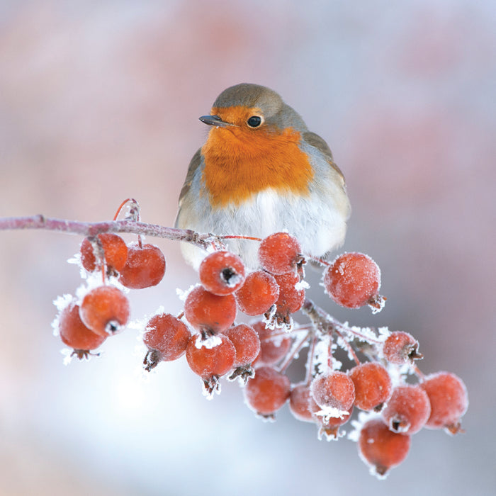 ICG Open Christmas Card - Robin/Berries
