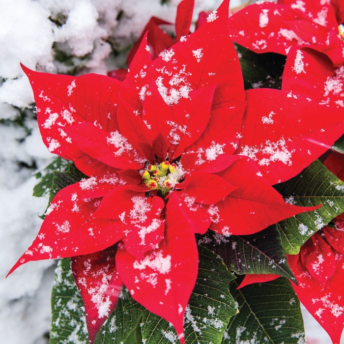 ICG Open Christmas Card - Poinsettia