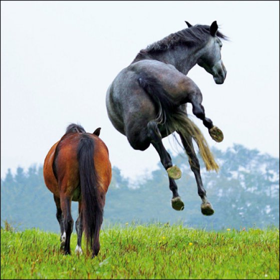 Woodmansterne 'Horsing Around' Open Card