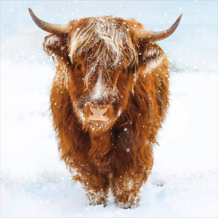 UKG 'Highland Cow' Christmas Card