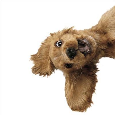 Close-up of a brown dog's face on a white background