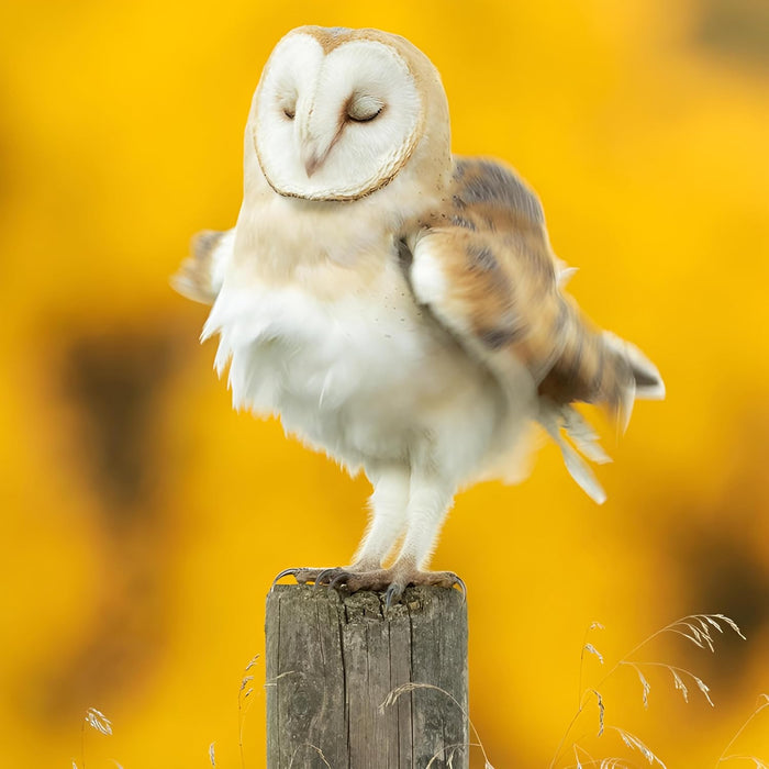 Abacus 'Barn Owl' Open Card