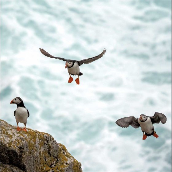 Woodmansterne 'Puffins on Lundy Island' Open Card