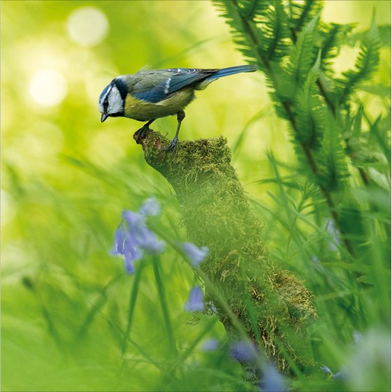 Woodmansterne 'Blue Tit' Open Card