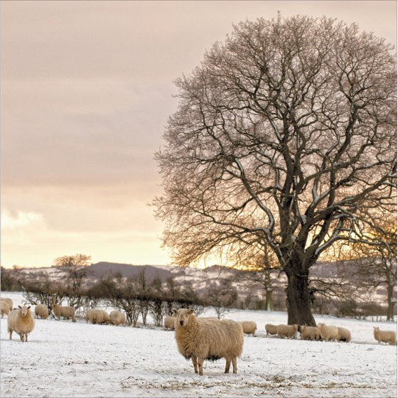 Woodmansterne 'Winter Fields' Christmas Card