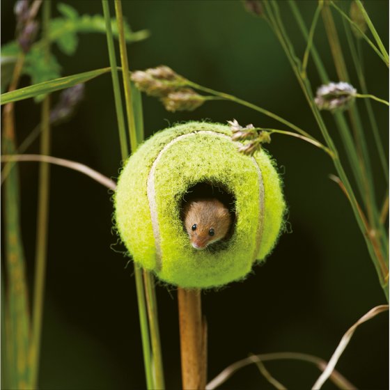 Woodmansterne 'Harvest Mouse' Open Card