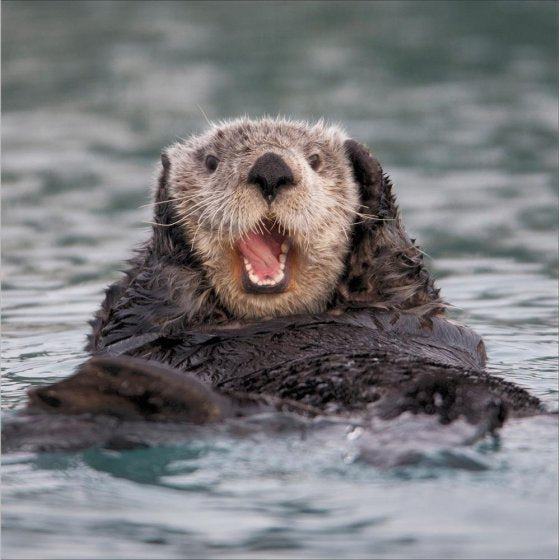 Woodmansterne 'Otterly Amused!' Open Card