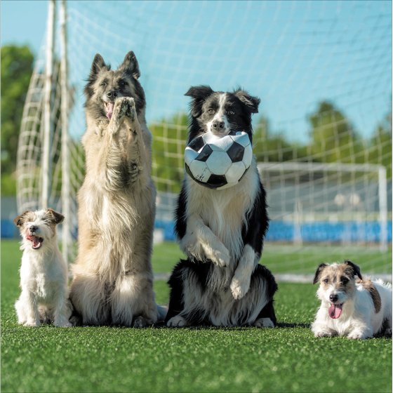 Woodmansterne 'Dog Goals' Open Card