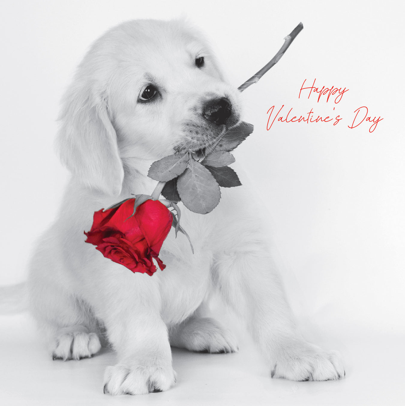Valentine's Day Cards