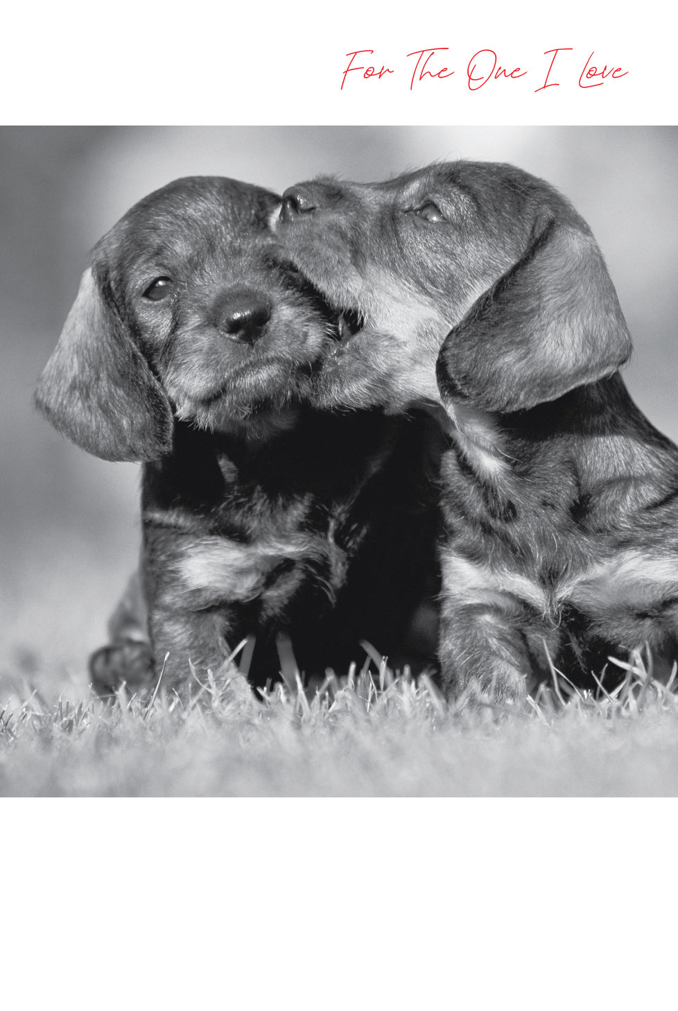 Words & Wishes 'Emotional Rescue Dogs' Valentine Card — Maple Gifts