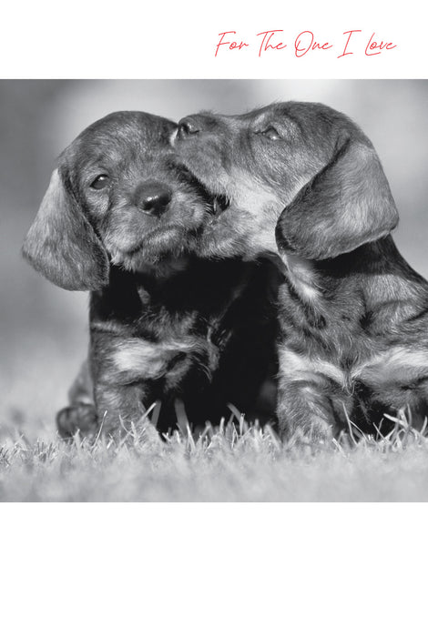 Words & Wishes 'Emotional Rescue Dogs' Valentine Card
