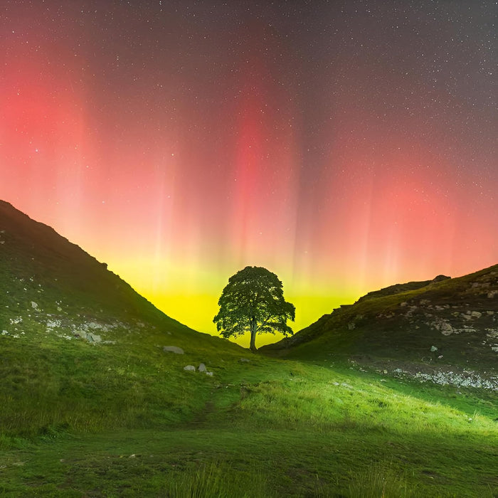 Abacus 'BBC Countryfile Sycamore Gap' Birthday Card