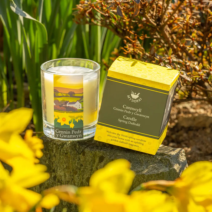 MYDDFAI Candle Cennin Pedr y Gwanwyn (Spring Daffodil)