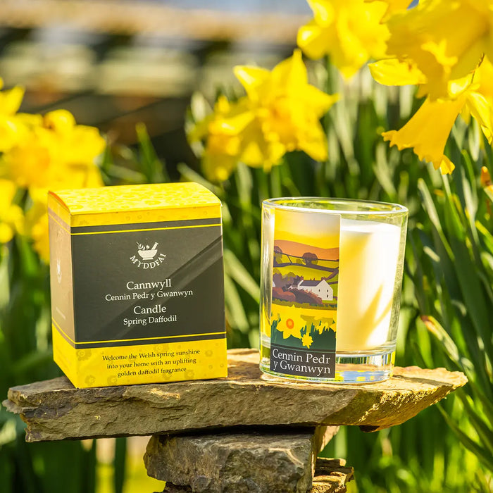 MYDDFAI Candle Cennin Pedr y Gwanwyn (Spring Daffodil)