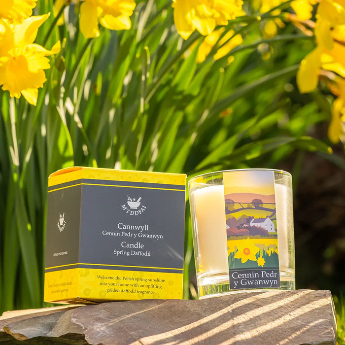 MYDDFAI Candle Cennin Pedr y Gwanwyn (Spring Daffodil)