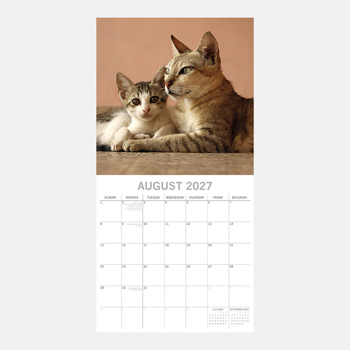 The Gifted Stationery Company 2027 Square Wall Calendar - Cats & Kittens