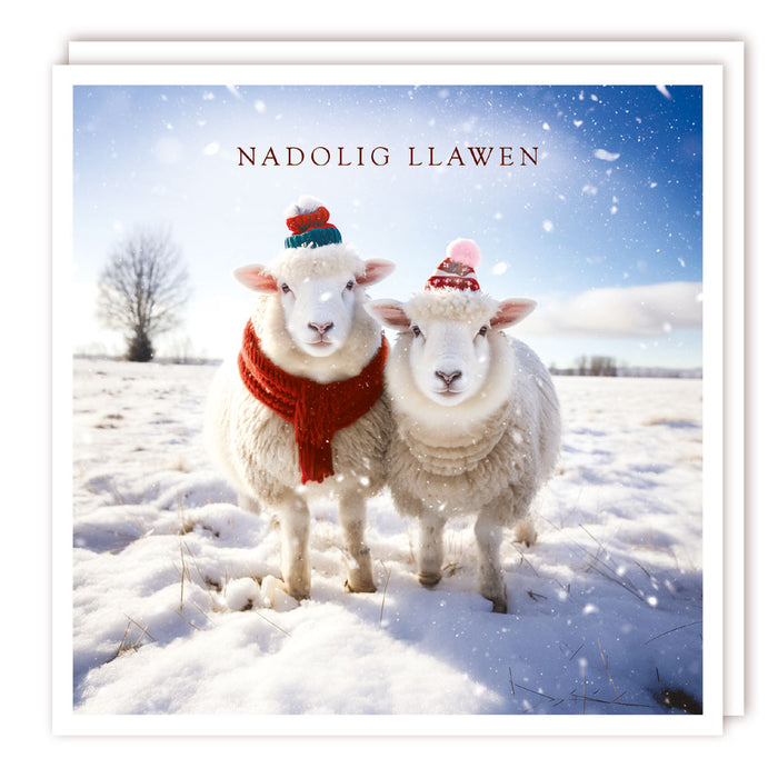 Tracks Publishing 2 Festive Sheep 5 Pack Of Welsh Christmas Cards