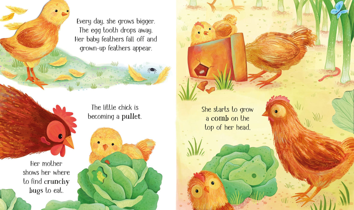Usborne One Little Chick