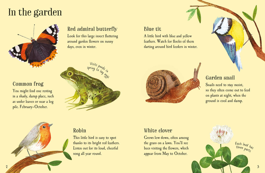 Usborne Minis Urban Wildlife To Spot Book