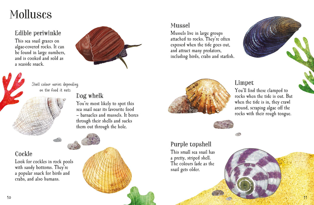 Usborne Minis Rock Pool To Spot Book