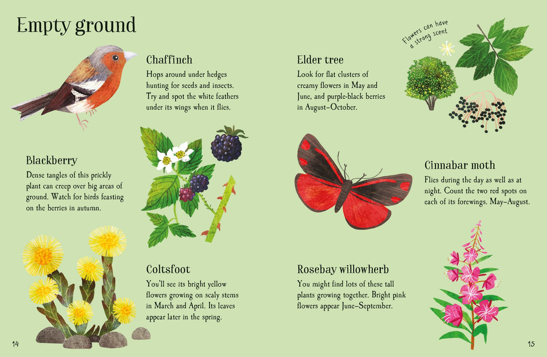 Usborne Minis Urban Wildlife To Spot Book