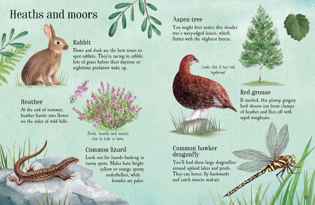 Usborne Things To Spot In Summer Book