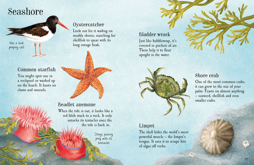 Usborne Things To Spot In Summer Book