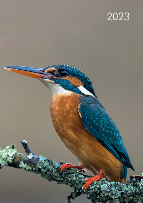 The Gifted Stationery Company 2023 A5 Padded Diary - Birds