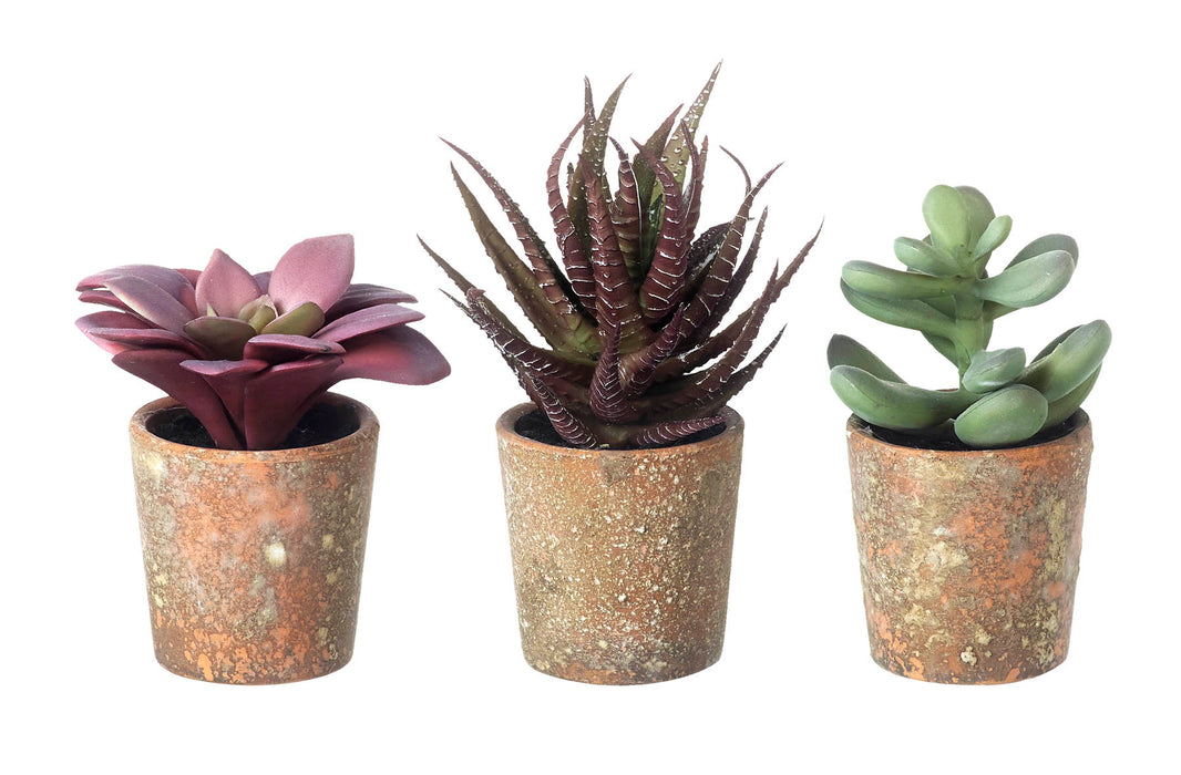 Assorted Faux Potted Succulent